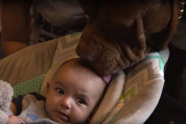 The Biggest Pitbull In The World Is Babysitting A Newborn