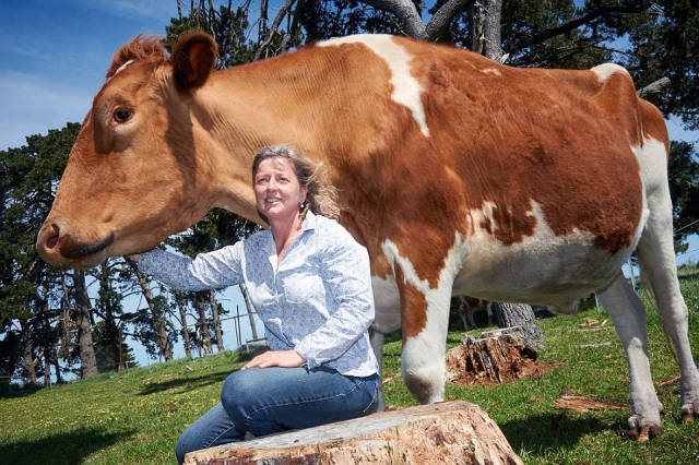 There Is The Biggest Cow In The World That Lives In Australia