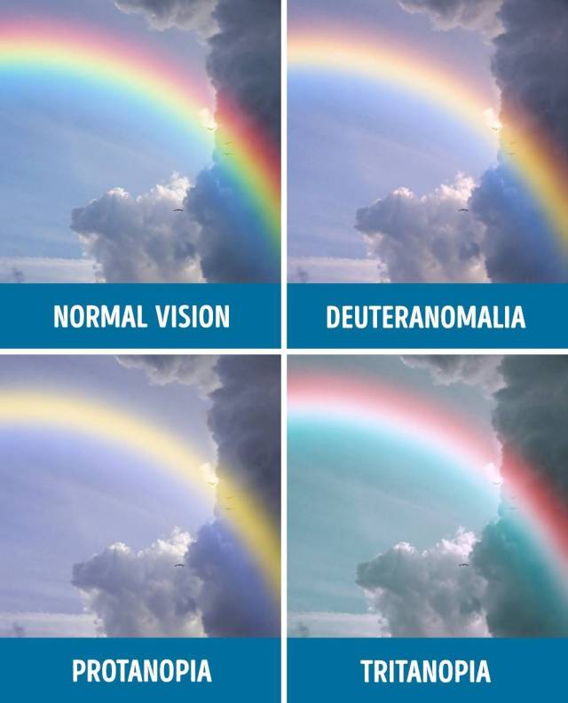 How People Who Have Different Types Of Color Blindness Perceive The World Around Them
