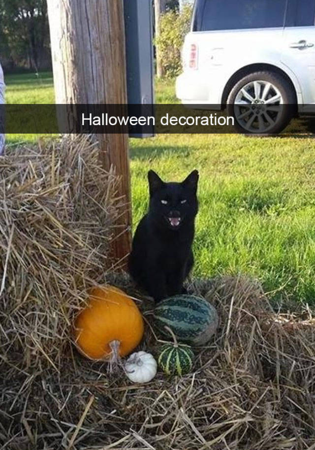 These Funny Cat Snapchats Will Definitely Boost Your Mood