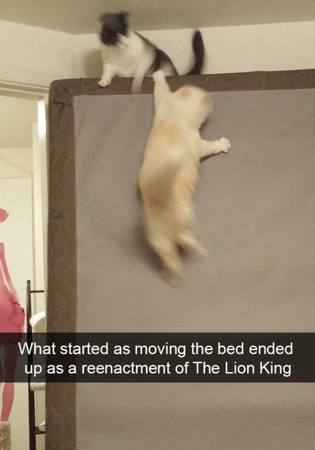 These Funny Cat Snapchats Will Definitely Boost Your Mood