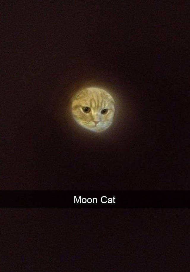 These Funny Cat Snapchats Will Definitely Boost Your Mood