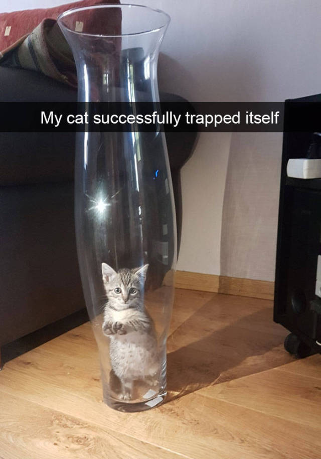 These Funny Cat Snapchats Will Definitely Boost Your Mood