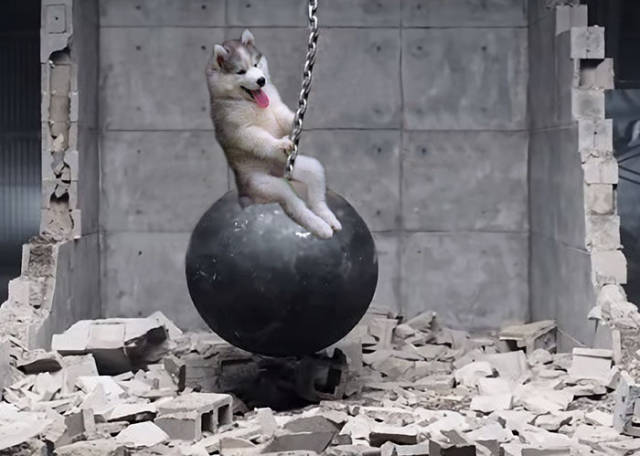 A Husky Pup Who Got Stuck On A Coconut Tree Triggered An Epic Photoshop Battle