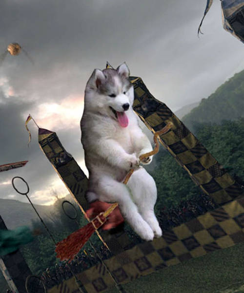 A Husky Pup Who Got Stuck On A Coconut Tree Triggered An Epic Photoshop Battle