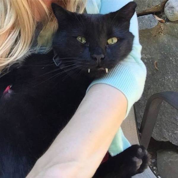 Black Rescue Cat Looks Like A Little Vampire