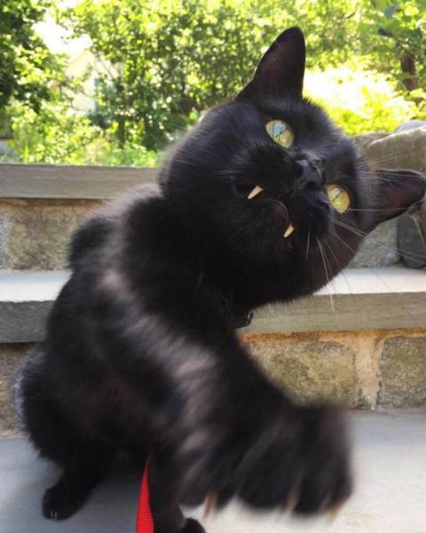 Black Rescue Cat Looks Like A Little Vampire