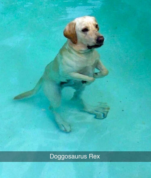 Hilarious Dog Snapchats Is All You Need To Get You Through The Day