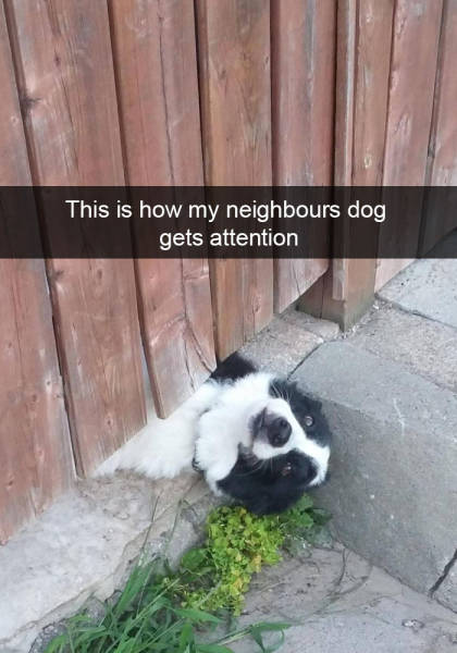 Hilarious Dog Snapchats Is All You Need To Get You Through The Day