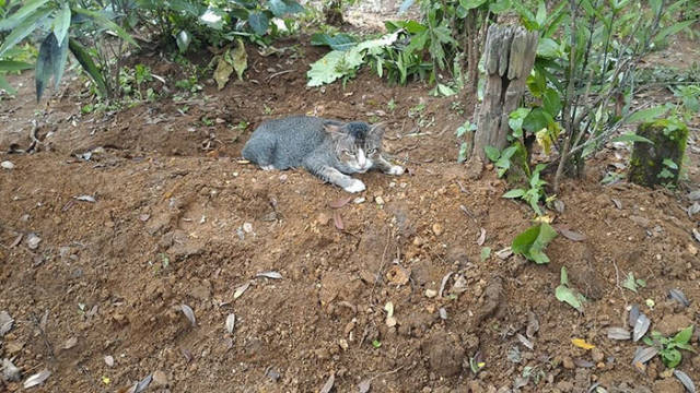 Loyal Cat Spends Her Whole Time On The Grave Of Her Owner Who Passed Away One Year Ago