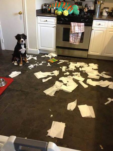 Sometimes Pets Are Cute Minions Of Destruction When Left Home Alone
