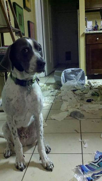 Sometimes Pets Are Cute Minions Of Destruction When Left Home Alone