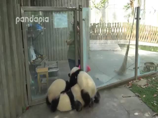 Pandas Are Adorable But Can Be Real Assholes