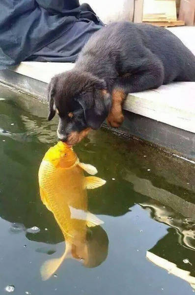A Photo Of Puppy Kissing A Koi Fish Has Started Funny Photoshop Battle