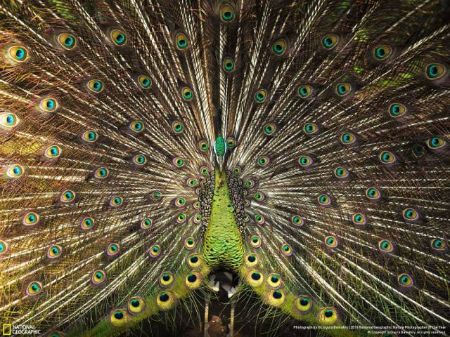 The Best Works From 2016 National Geographic Nature Photographer Of The Year Contest