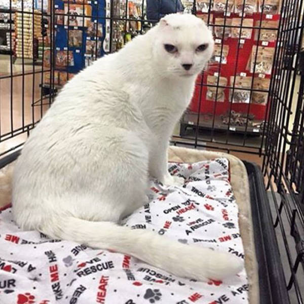Heartwarming Story Of An Earless Deaf Cat Who Got Adopted And Helps His New Owner More Than She Could Expected