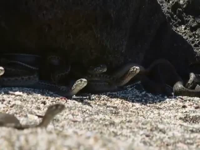 The Most Amazing Escape Of Iguana From Snakes