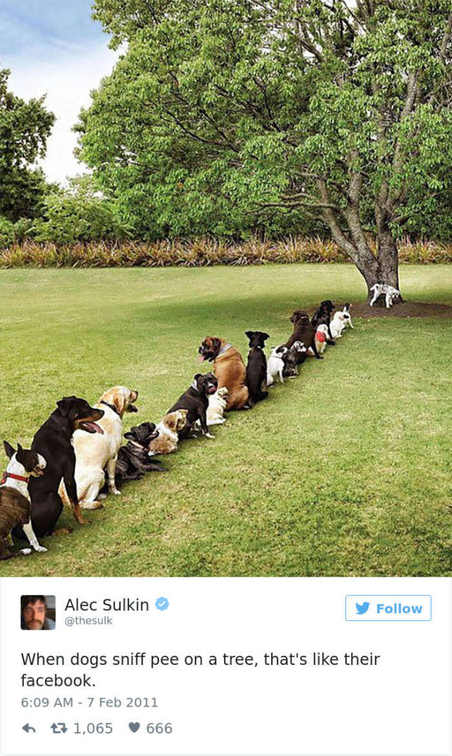 The List Of The Funniest Tweets About Dogs