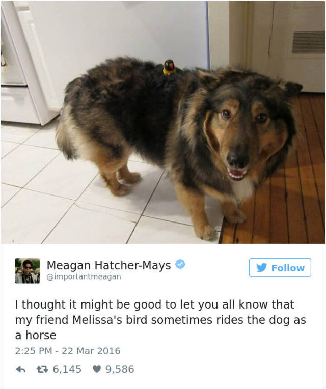 The List Of The Funniest Tweets About Dogs