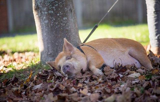 This Massive Pet Pig Is A Real Coach Potato That Likes Binge Watching TV Shows