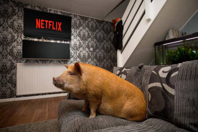 This Massive Pet Pig Is A Real Coach Potato That Likes Binge Watching TV Shows
