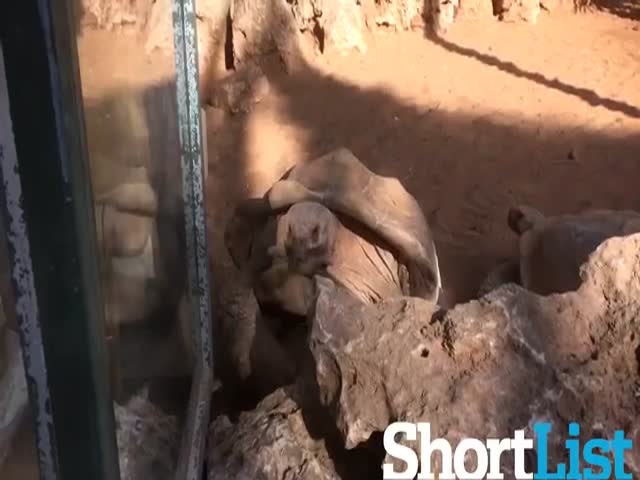 This Tortoise Is Great Impersonating Owen Wilson