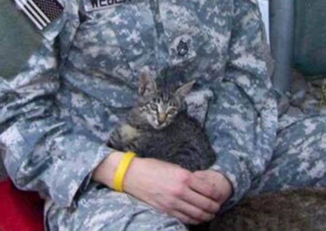 Soldier Didn’t Want To Leave Afghanistan Without A Disabled Kitty She’s Found There
