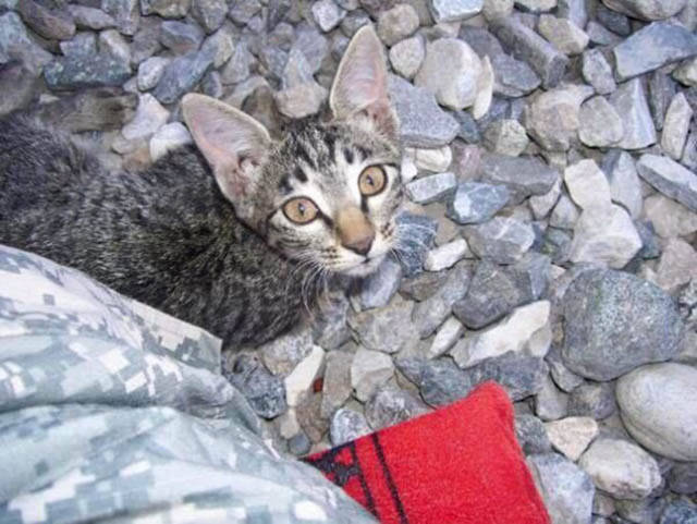 Soldier Didn’t Want To Leave Afghanistan Without A Disabled Kitty She’s Found There