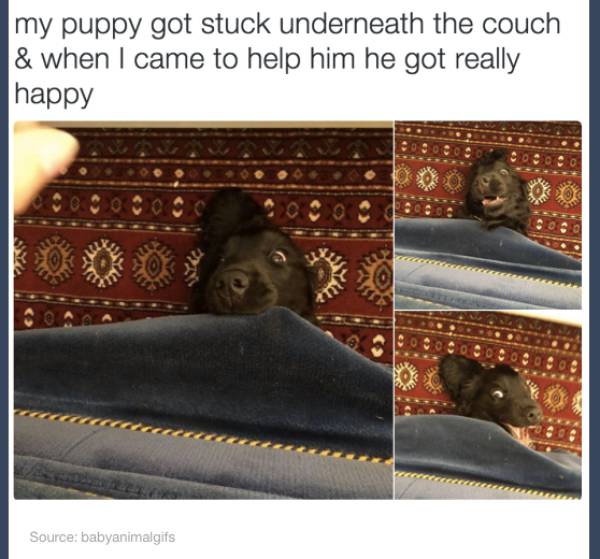 Great Animal Tumblr Posts That Will Make Your Day