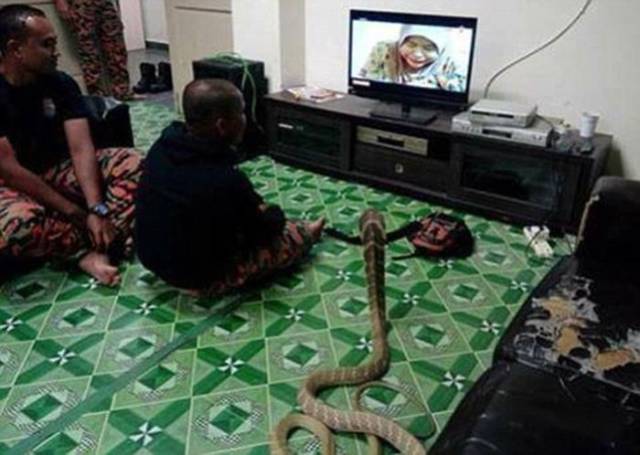 Guy Lives With A Cobra Thinking It Is His Late Girlfriend Reincarnated