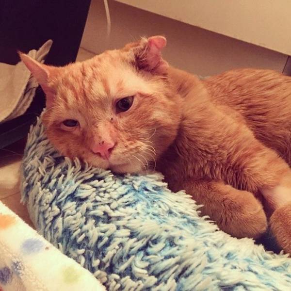 Look At The Transformation Of “The Saddest Cat” After He Was Adopted