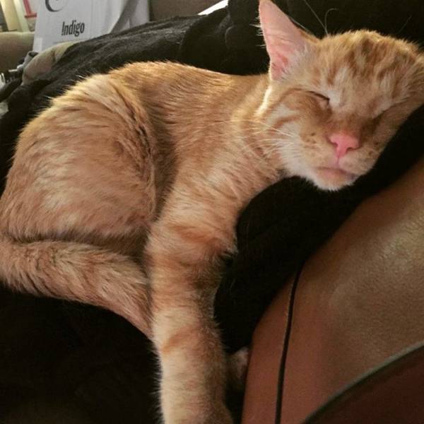 Look At The Transformation Of “The Saddest Cat” After He Was Adopted
