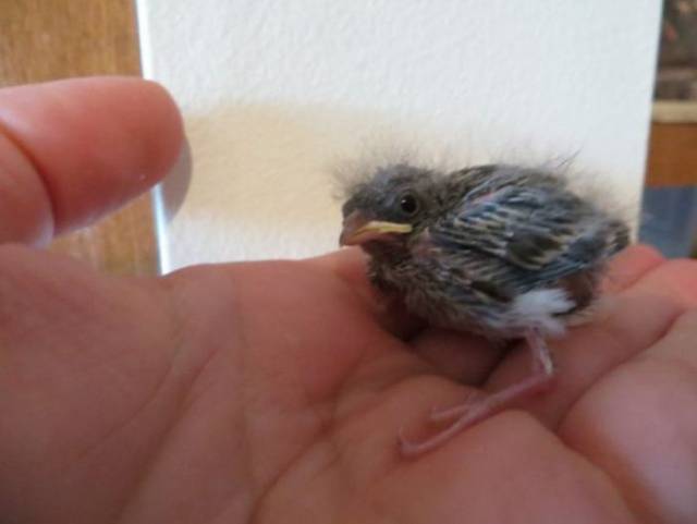 How A Veterinarian Was Saving A Tiny Birdie
