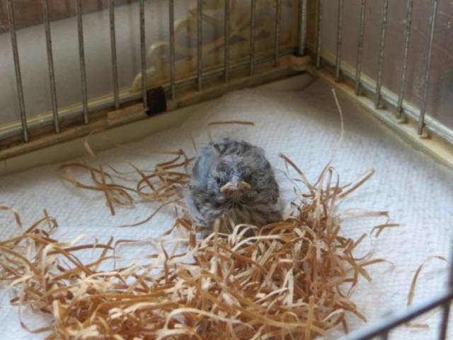 How A Veterinarian Was Saving A Tiny Birdie
