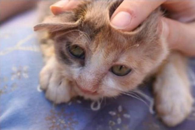 Scary Disfigured Cat That Nobody Wanted Got Saved By A Little Girl