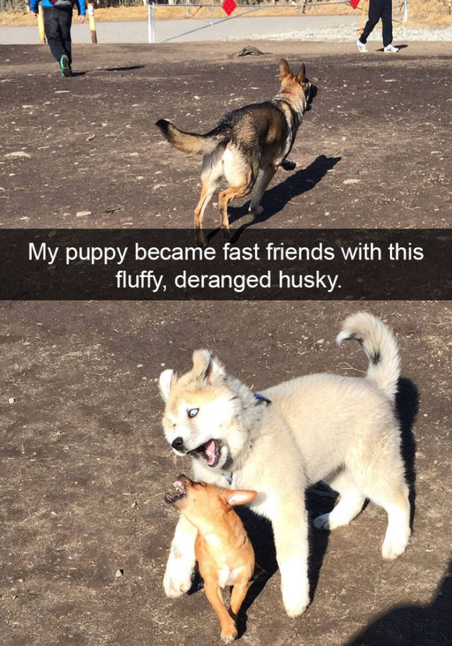 Some Of The Funniest Posts About Huskies For Your Enjoyment