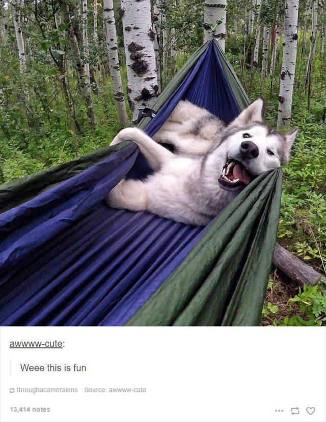 Some Of The Funniest Posts About Huskies For Your Enjoyment