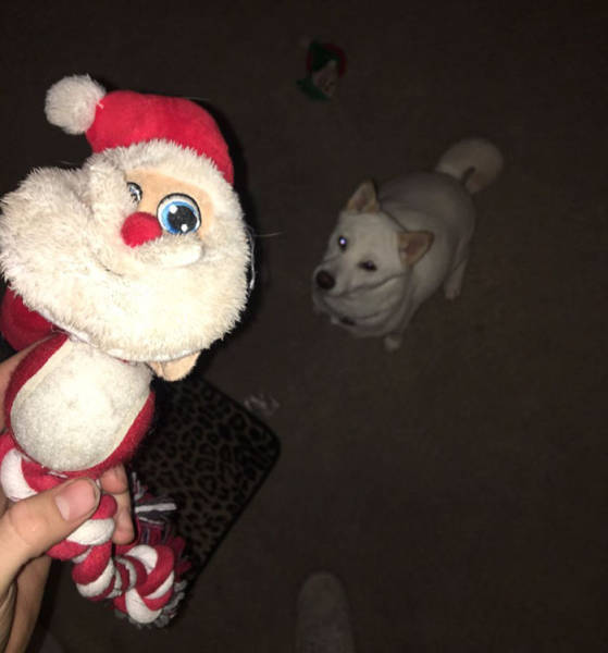 Dog Obsessed With His Stuffed Santa Toy Is Taken To See The Real One, And His Reaction Is Priceless