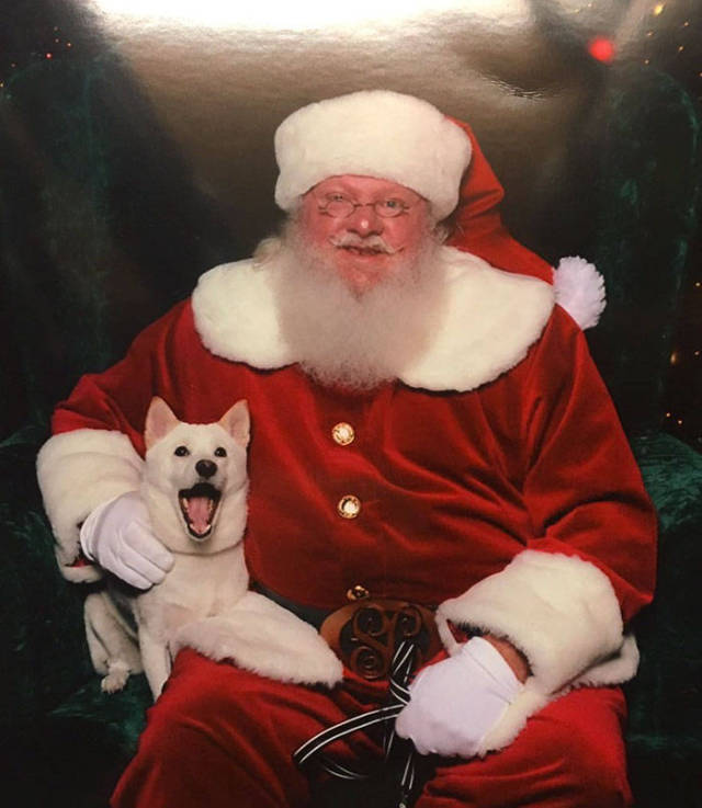 Dog Obsessed With His Stuffed Santa Toy Is Taken To See The Real One, And His Reaction Is Priceless