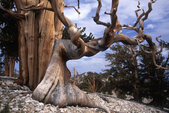 Beautiful Trees With Unusual Forms From Around The World
