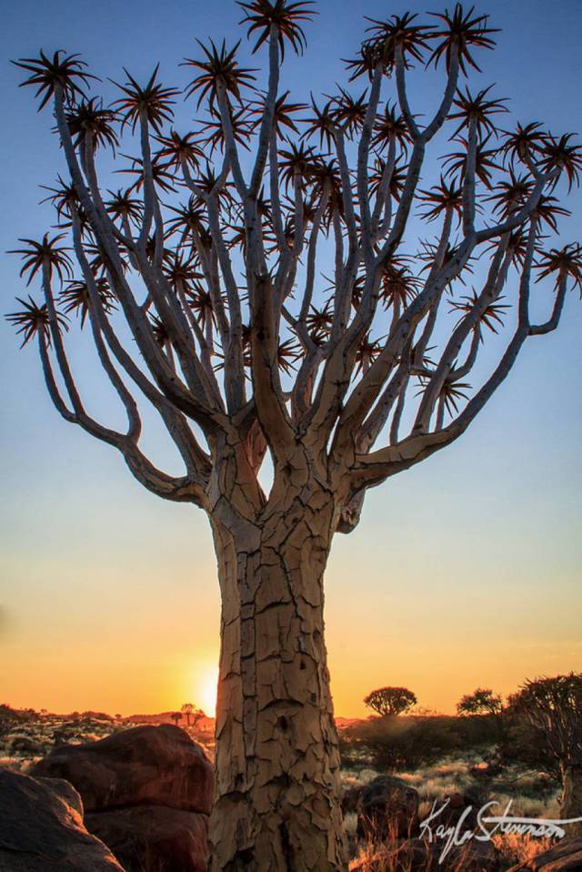 Beautiful Trees With Unusual Forms From Around The World