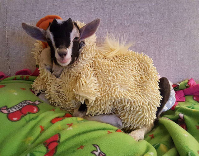 There Is A Reason Why This Goat Likes Wearing A Duck Costume