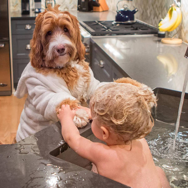 Adorable Labradoodle And A Boy Are Best Buds Who Do Everything Together