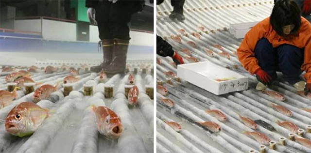 An Ice Skating Rink Thought It Was A Good Idea To Freeze 5,000 Dead Fish In The Ice