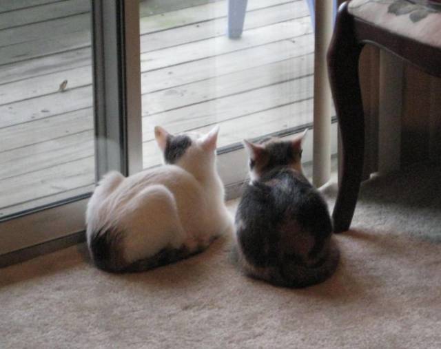 It’s Unbelievable How These Cats Are Perfectly Synchronized