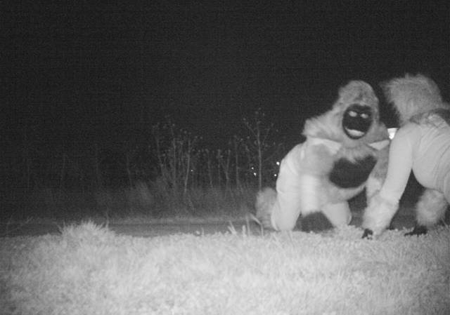When Police Set Up A Camera To Catch A Mountain Lion, They Really Didn’t Expect To See This!