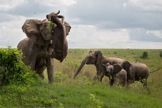 Why You Shouldn’t Mess With Baby Elephants