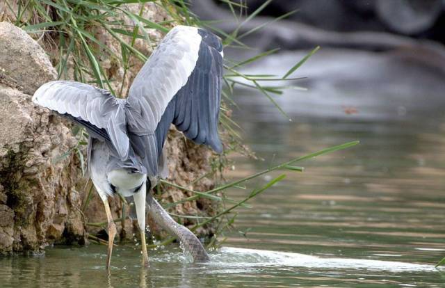 A Heron Fighting Against A Snake For Food