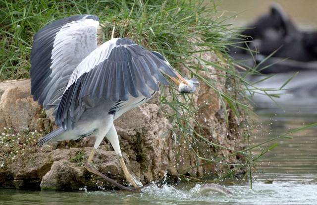 A Heron Fighting Against A Snake For Food