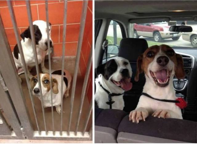 Animals’ Transformation After They Were Adopted